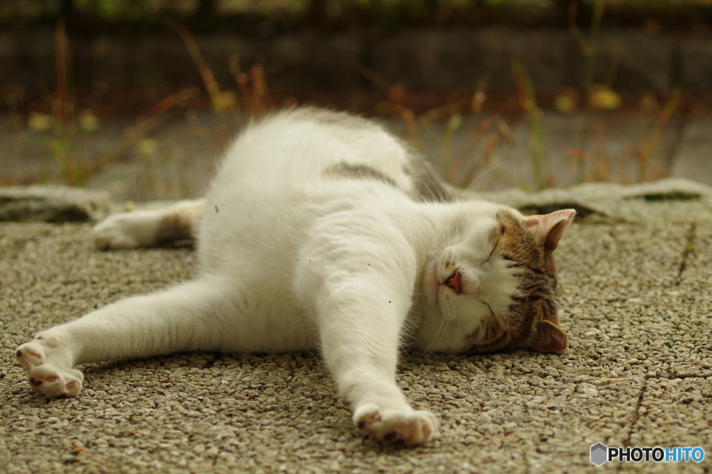 ねこ　その８７