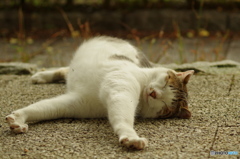 ねこ　その８７