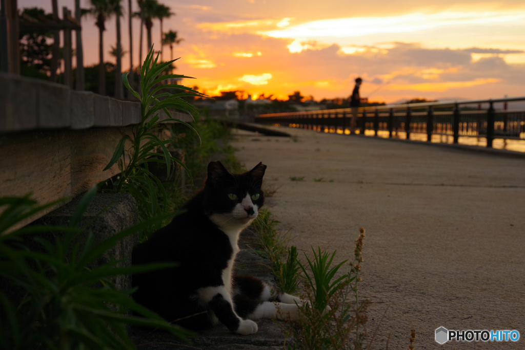 ねこ　その７４０