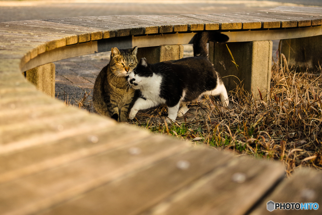 ねこ　その４９３