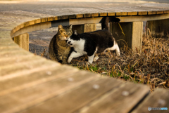 ねこ　その４９３