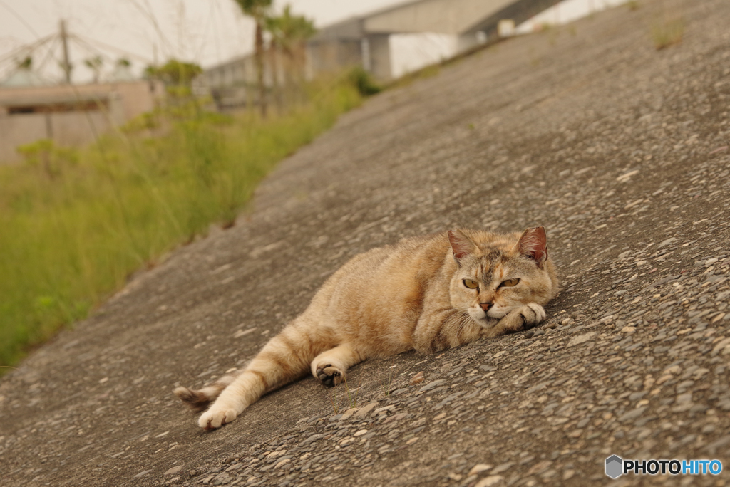 ねこ　その７００