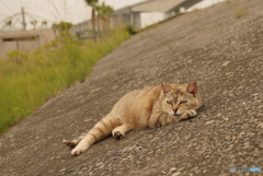 ねこ　その７００