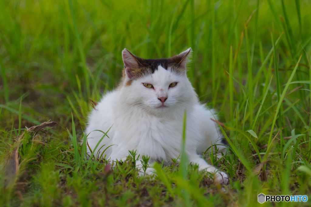 ねこ　その７６２