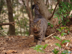ねこ　その４６３