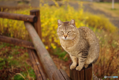 ねこ　その５７３