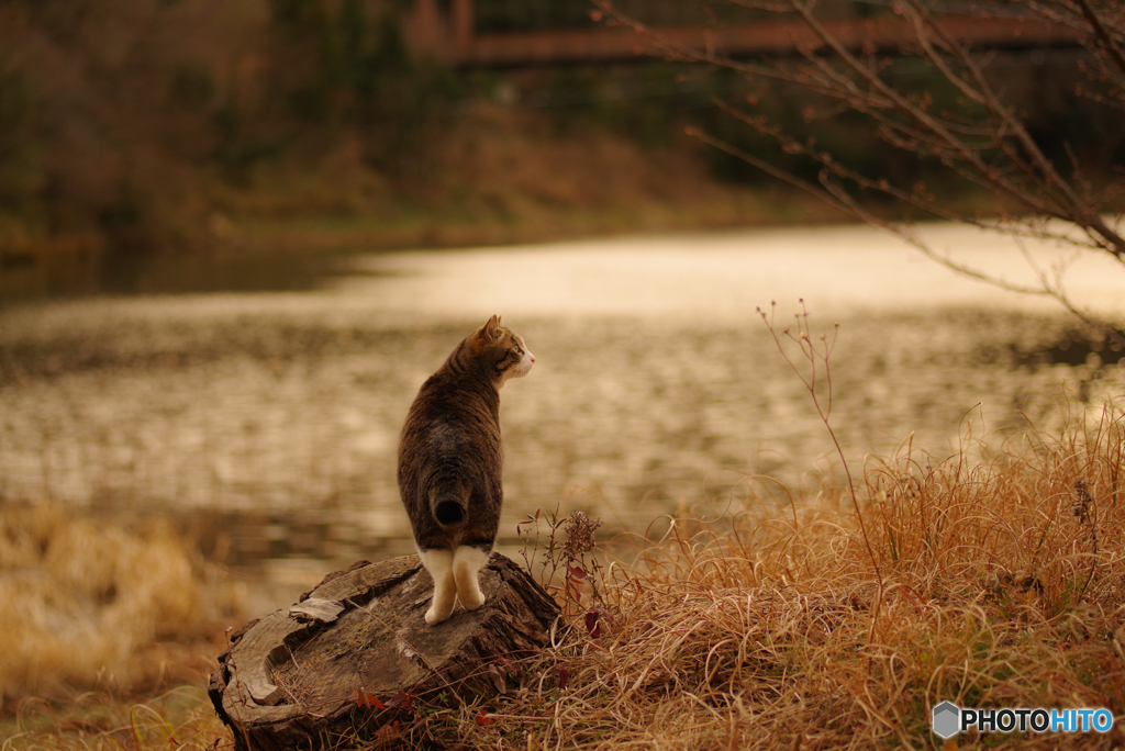 ねこ　その４７８