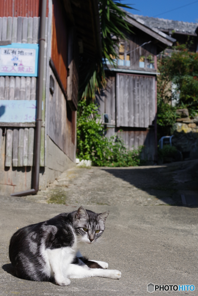 ねこ　その９４３