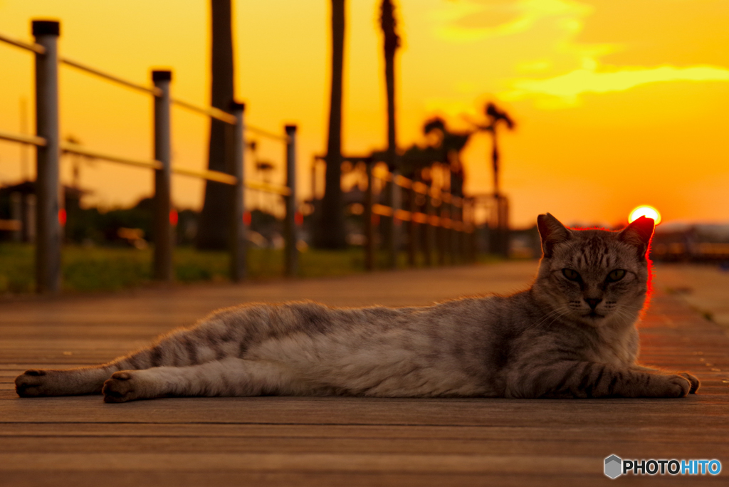ねこ　その７６０