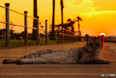 ねこ　その７６０