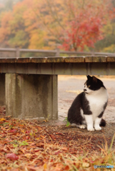 ねこ　その４０２