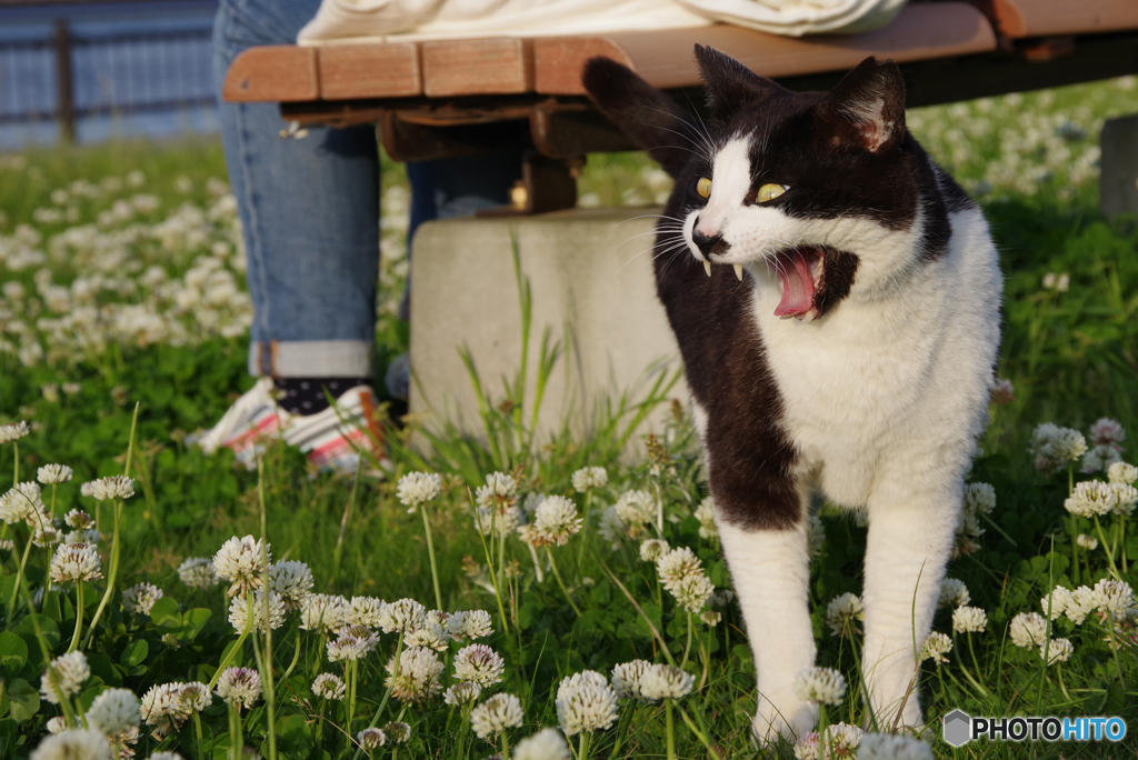 ねこ　その６１５