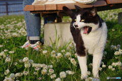 ねこ　その６１５