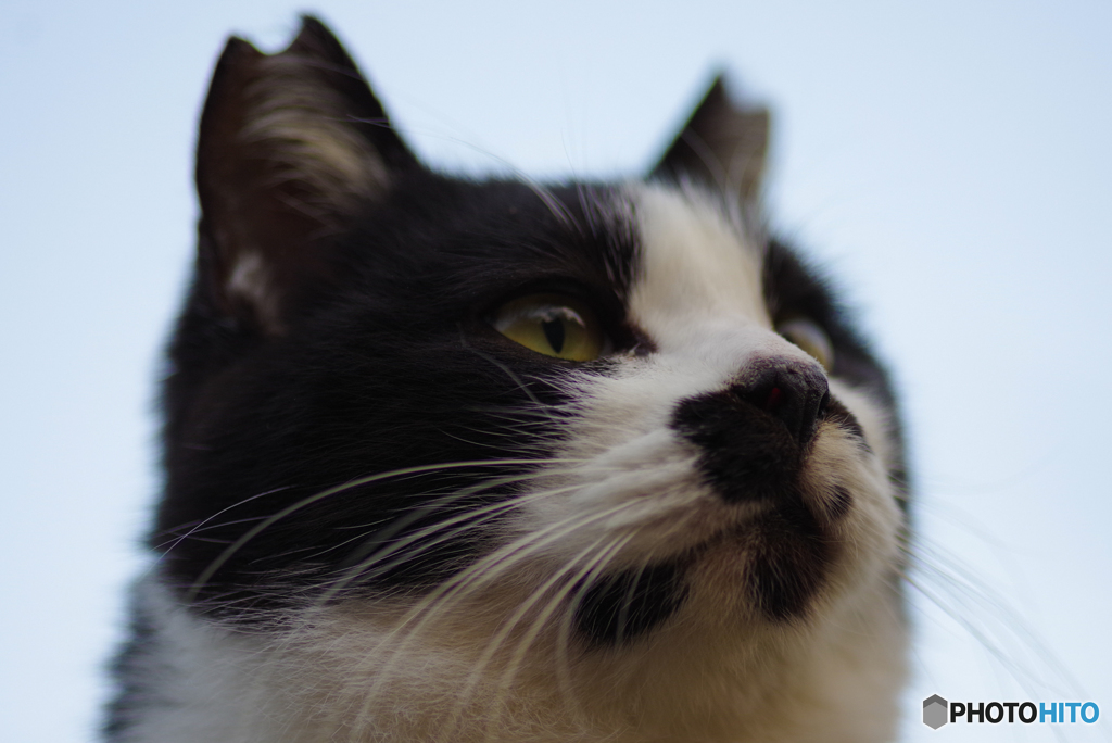 ねこ　その４４０