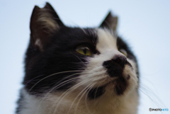 ねこ　その４４０