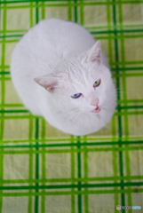 ねこ　その５６９