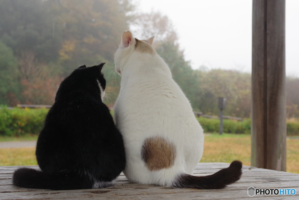 ねこ　その３９９の１