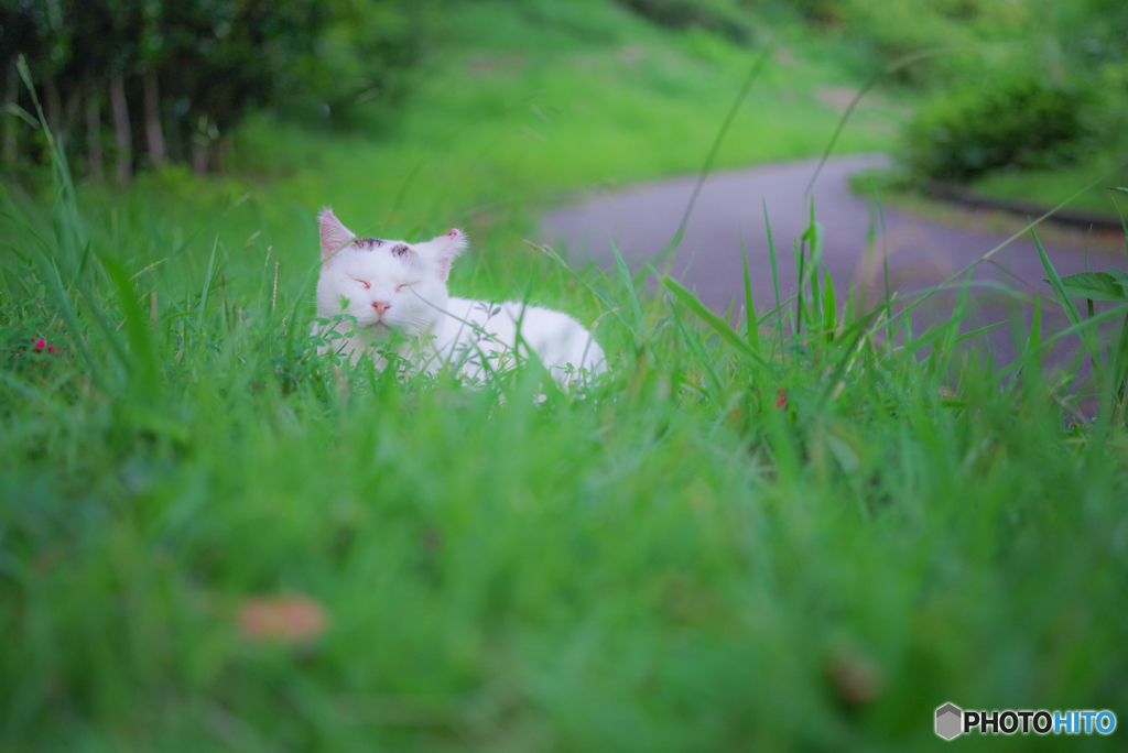 ねこ　その２１１