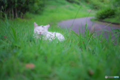 ねこ　その２１１