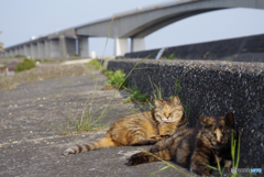 ねこ　その６１６