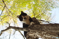 ねこ その31 ねこ その31