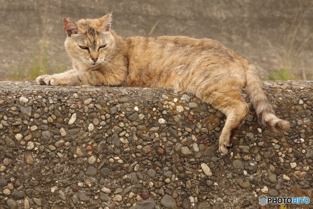 ねこ　その７０１