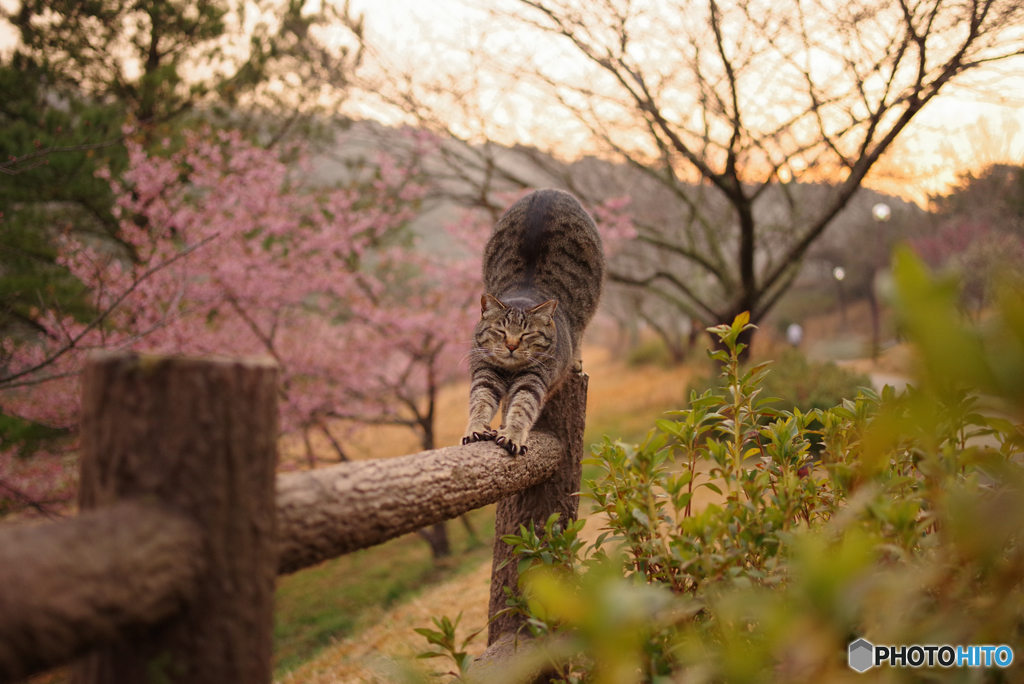 ねこ　その５３０