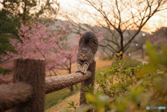 ねこ　その５３０