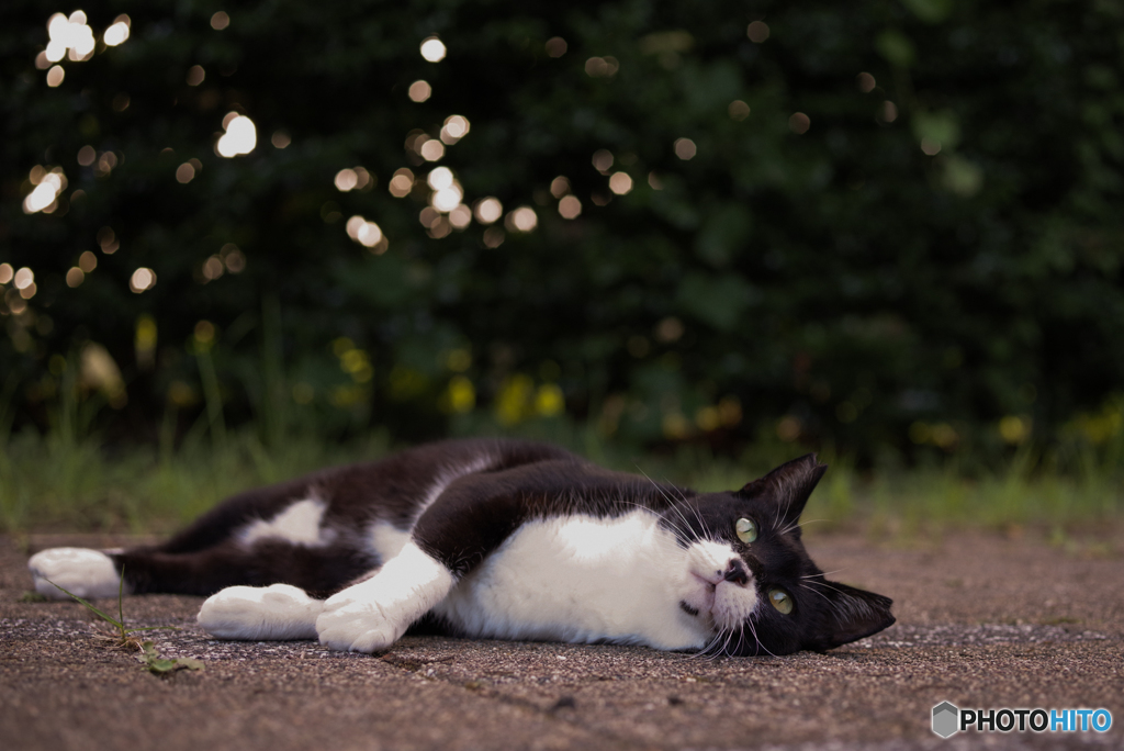 ねこ　その２０８