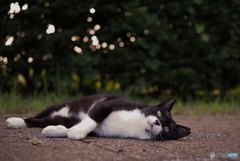 ねこ　その２０８