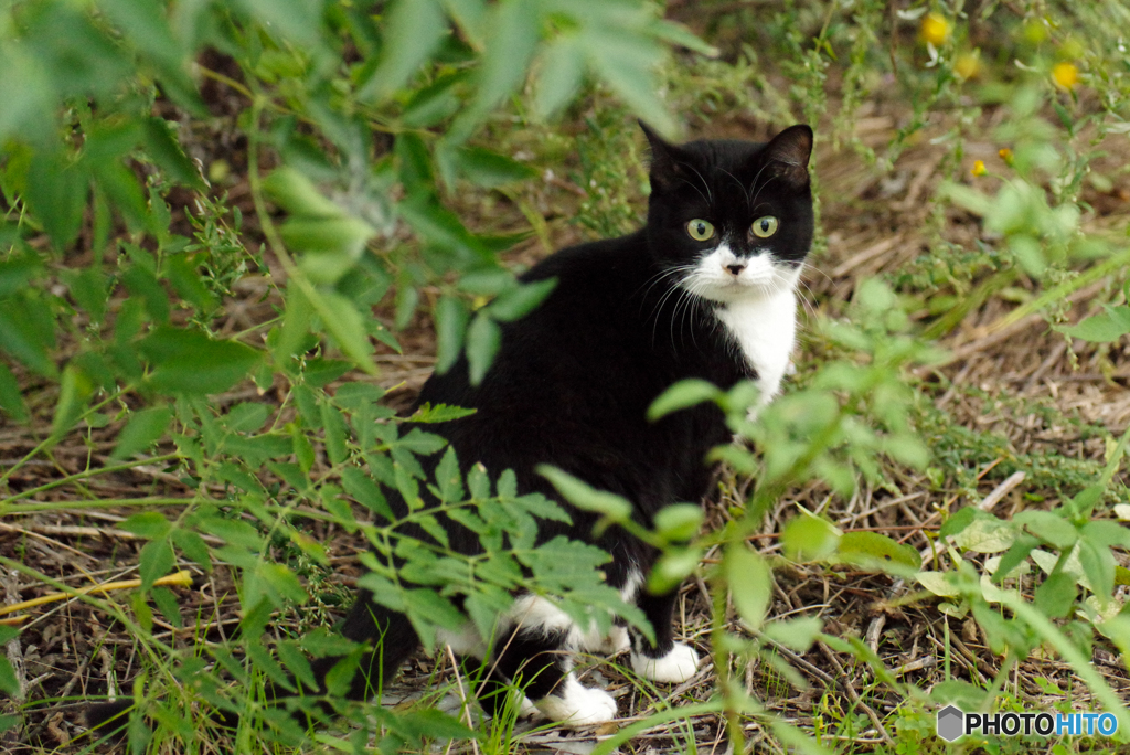 ねこ　その９１２