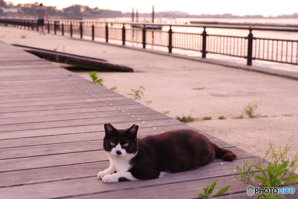ねこ　その７２５