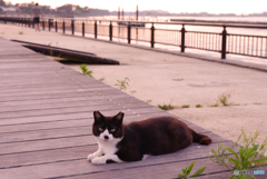 ねこ　その７２５