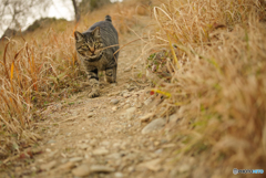 ねこ　その４８８