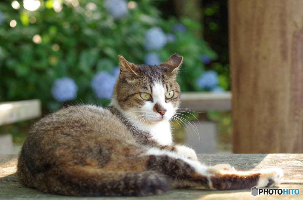ねこ　その１２９