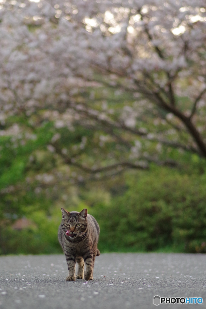 ねこ　その４３