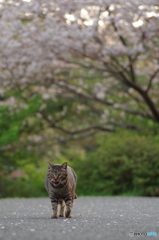 ねこ　その４３
