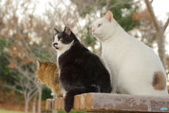 ねこ　その４３２