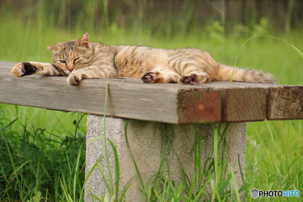ねこ　その７８３