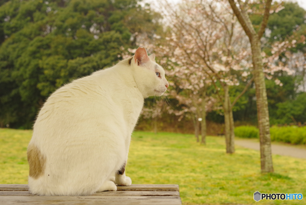 ねこ　その５７７