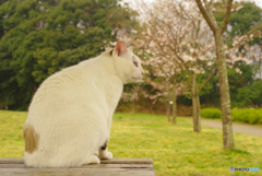 ねこ　その５７７