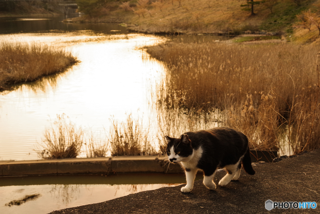 ねこ　その５４６