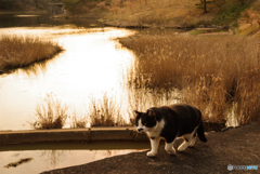 ねこ　その５４６