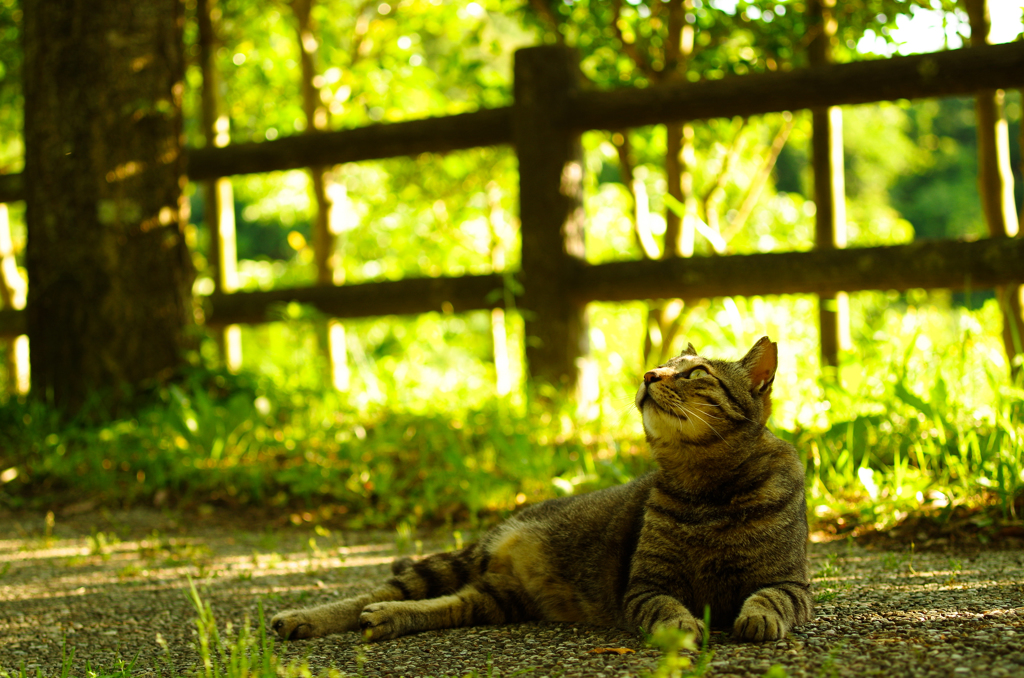 ねこ　その９５