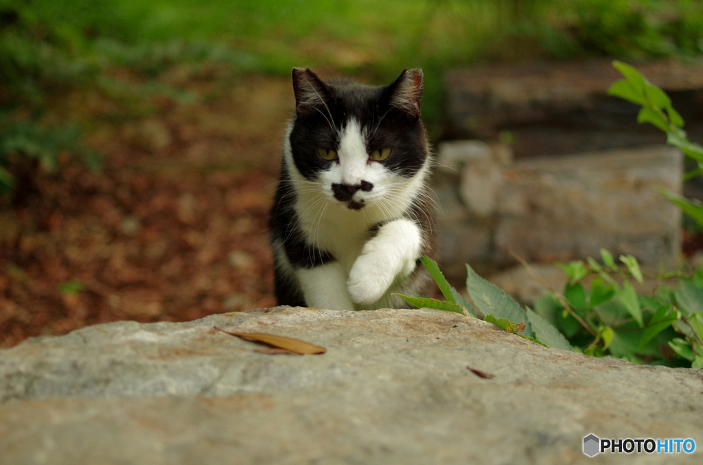 ねこ　その１７１