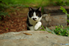ねこ　その１７１