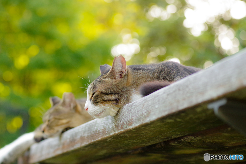 ねこ　その２１９