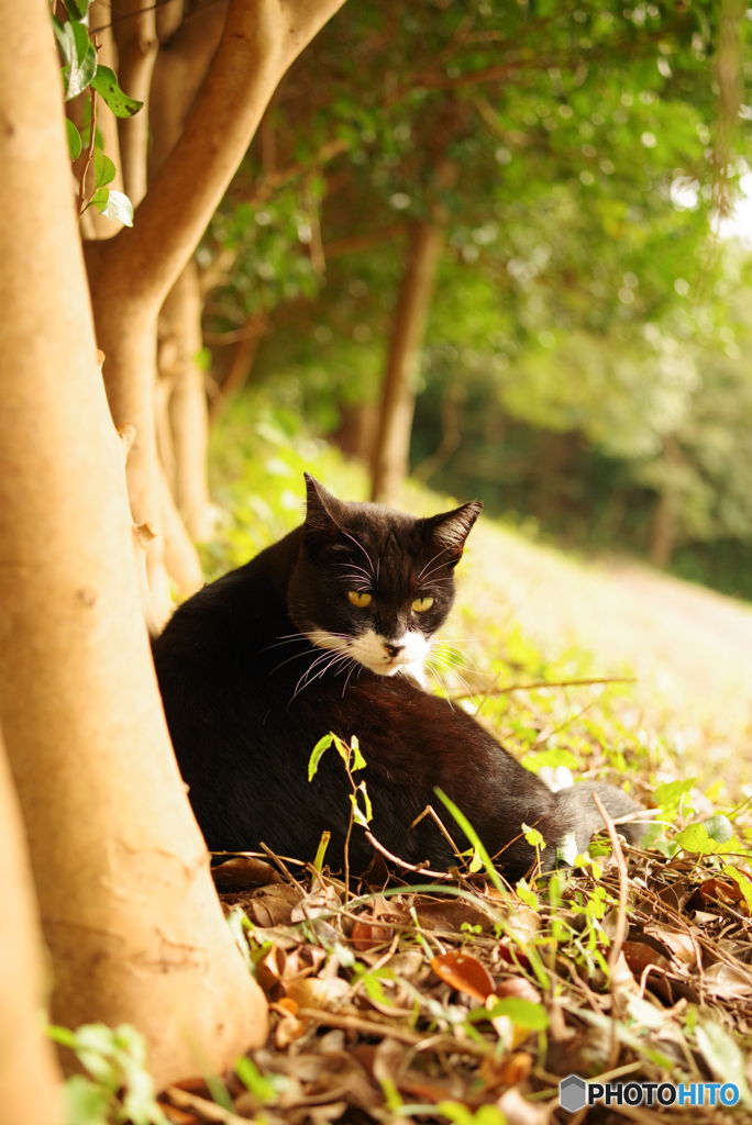ねこ　その３０３