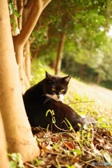 ねこ　その３０３