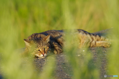 ねこ　その８０６